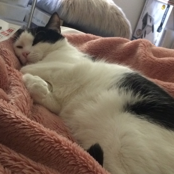 Meet your Posher, Cindy - Picture 3 of 3